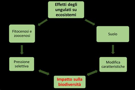 schema dell'impatto dell'influenza sulla gravidanza