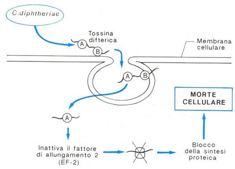 Illustrazione della tossina difterica che attacca le cellule