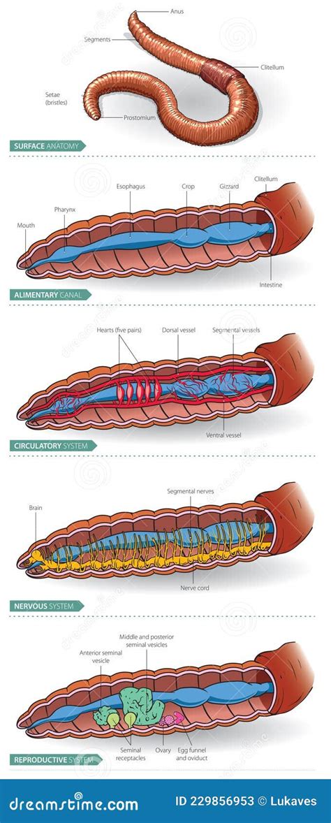 illustrazione schematica dell'anatomia del preservativo e dei punti critici di rottura