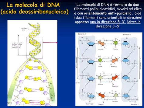 Struttura della molecola Beta hCG