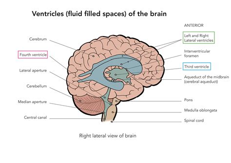 fetal brain ventricles diagram
