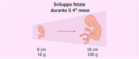 Feto al quarto mese con lanugine