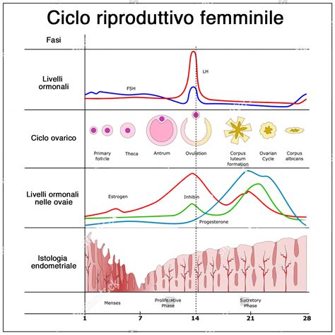Schema del ciclo riproduttivo femminile e declino della fertilità con l'età