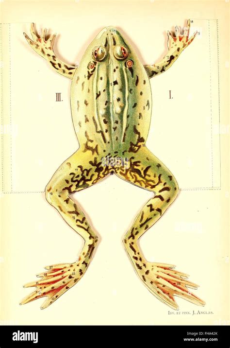 Ricerca scientifica biotecnologie animali