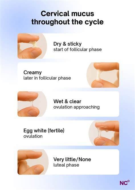 Cervical mucus changes during cycle