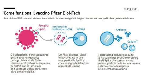 Schema di funzionamento del vaccino a mRNA