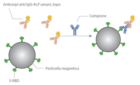 Rappresentazione del trasferimento degli anticorpi materni al feto
