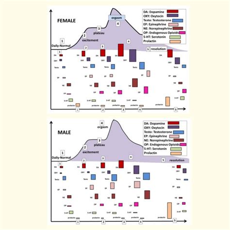 Mappa delle zone erogene femminili