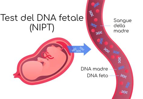 diagramma esplicativo del test del DNA fetale (NIPT)
