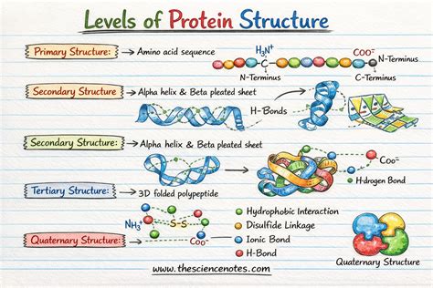 Diagram showing the structure of hydrolyzed protein