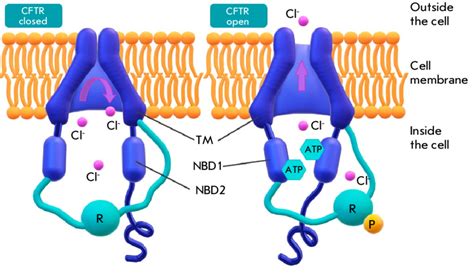 Schematic representation of CFTR protein function and effect of mutations