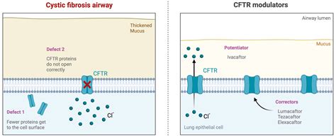 Diagram of how CFTR modulators work