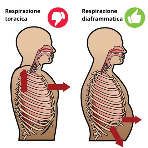 Diagramma di respirazione diaframmatica