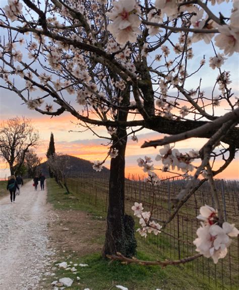 Mandorli in fiore sul Monte Fasolo