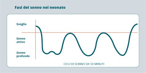 illustrazione dei cicli di sonno di un neonato rispetto a quelli di un adulto