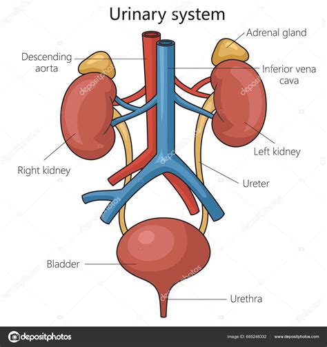 Diagramma anatomico del sistema urinario femminile e maschile