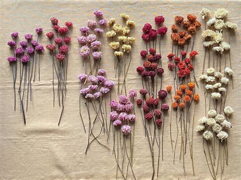 Dettaglio di fiori secchi colorati