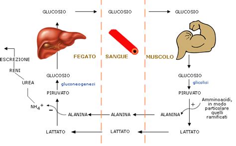 rappresentazione del metabolismo materno-fetale e scambio di glucosio