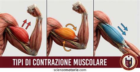 Diagramma che illustra la mappatura muscolare in relazione al design di una tuta sportiva