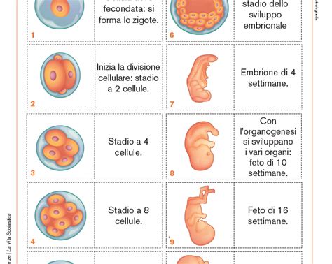 rappresentazione stilizzata dello sviluppo embrionale umano nei primi giorni