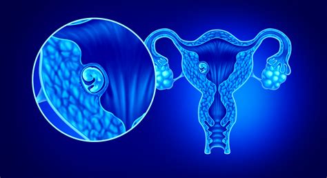 Uterus with embryo implantation