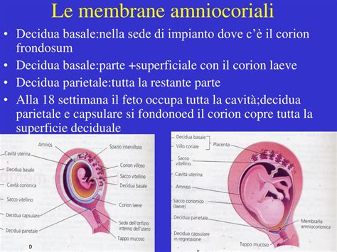 Diagramma delle membrane amniocoriali durante la gravidanza