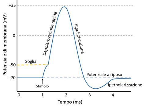 Diagramma delle potenziali complicanze della Tricomoniasi