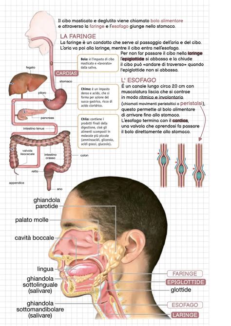 Diagramma della digestione infantile