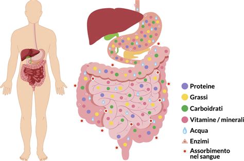 Immagine illustrativa della digestione del neonato