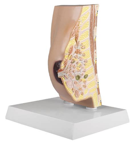 Diagramma anatomico del seno femminile