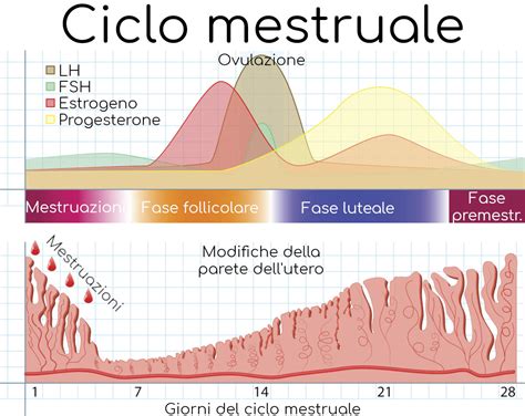 Grafico delle fasi del ciclo mestruale con indicazione dei livelli ormonali