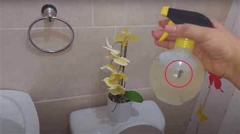 Igiene del bagno e schizzi di urina