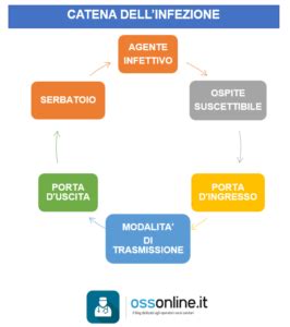 rappresentazione grafica dei percorsi di trasmissione delle infezioni materno-fetali