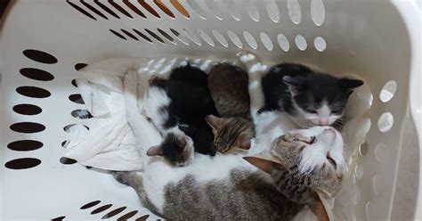 Gattini appena nati che piangono cercando la mamma