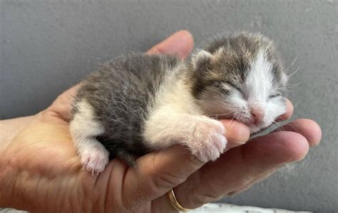 Visita veterinaria di un gattino neonato