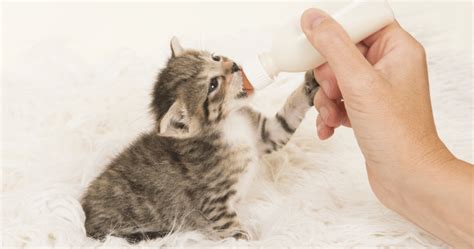 Preparazione latte in polvere per gattini