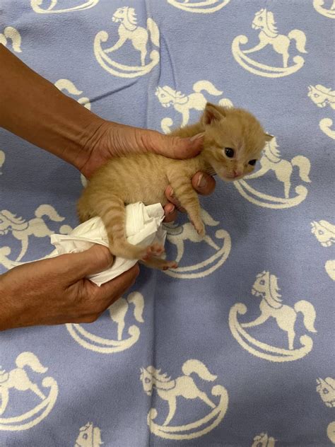 Stimolazione dei bisognini in un gattino con cotone