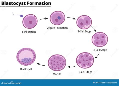 diagramma che illustra la transizione da morula a blastocisti