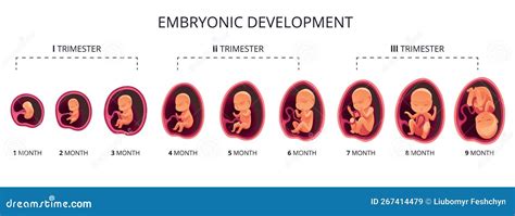 Illustrazione del trasferimento embrionale nell'utero