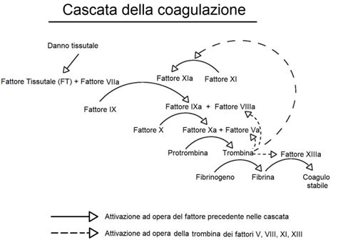 Diagramma della cascata di coagulazione
