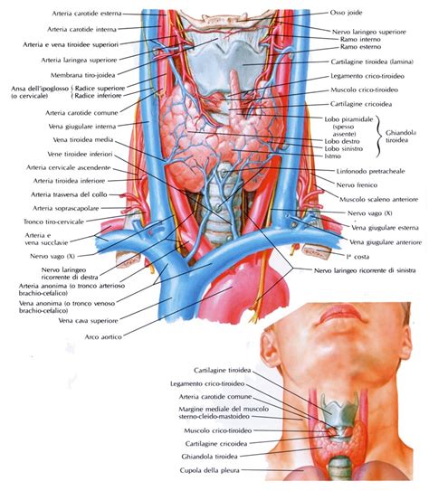 Immagine della tiroide