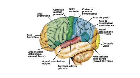 Effetti della risata sul cervello e gli ormoni