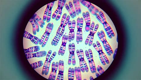 Microscopio con cromosomi umani