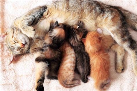 cuccioli che allattano