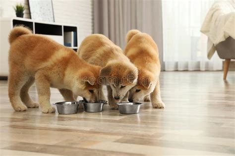 cuccioli che mangiano dalla ciotola