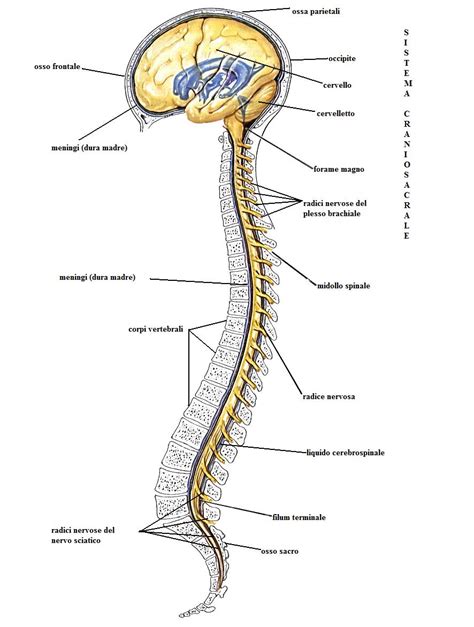 Diagramma del sistema nervoso e del midollo spinale per spiegare l'epidurale