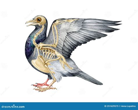 Illustrazione anatomica di un piccione con evidenziato il gozzo