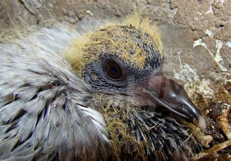 Immagine di un pullo di piccione in un nido artificiale con una bottiglia d'acqua calda avvolta in un panno