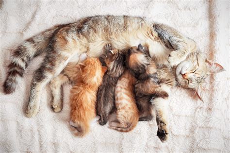 Gatta che cura i suoi gattini appena nati