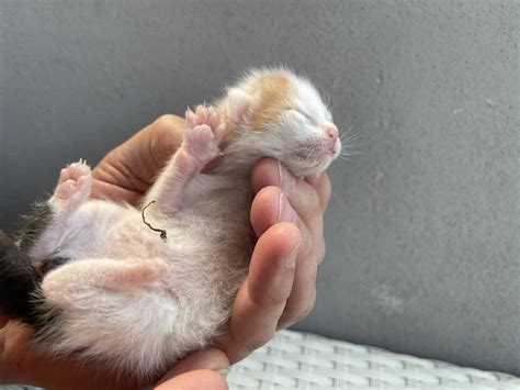 Gattino con occhi chiusi e cordone ombelicale
